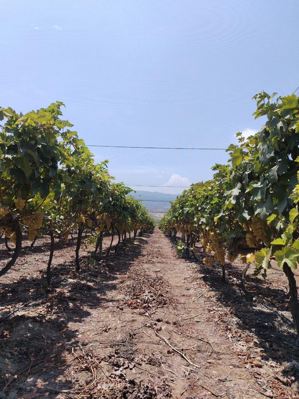 Imagen miniatura fc0076e9-8dc3-4fb9-9567-c06929a395c2