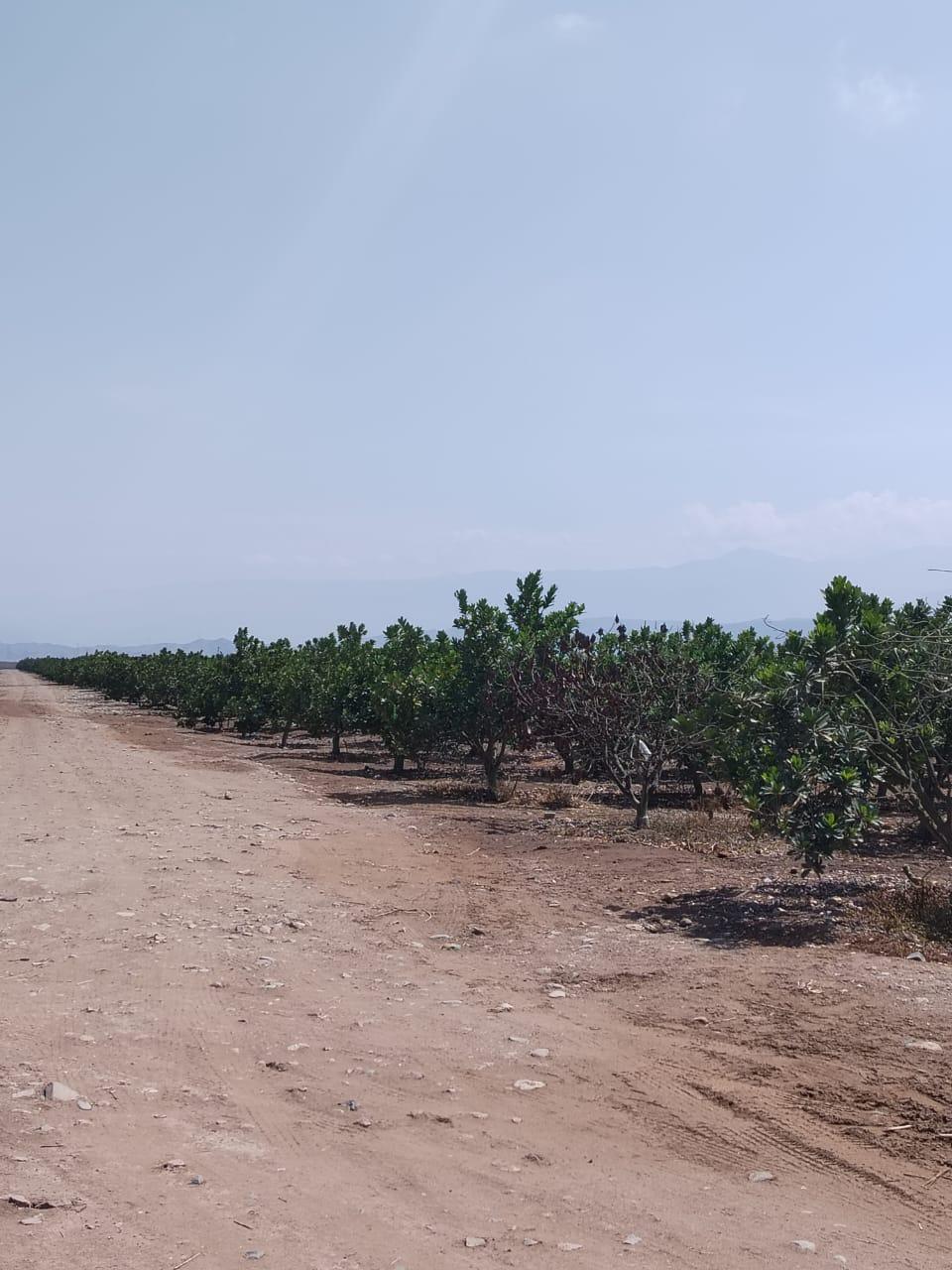 Imagen miniatura f7b6180a-0f02-4cd9-8794-6c33f31e9d8a