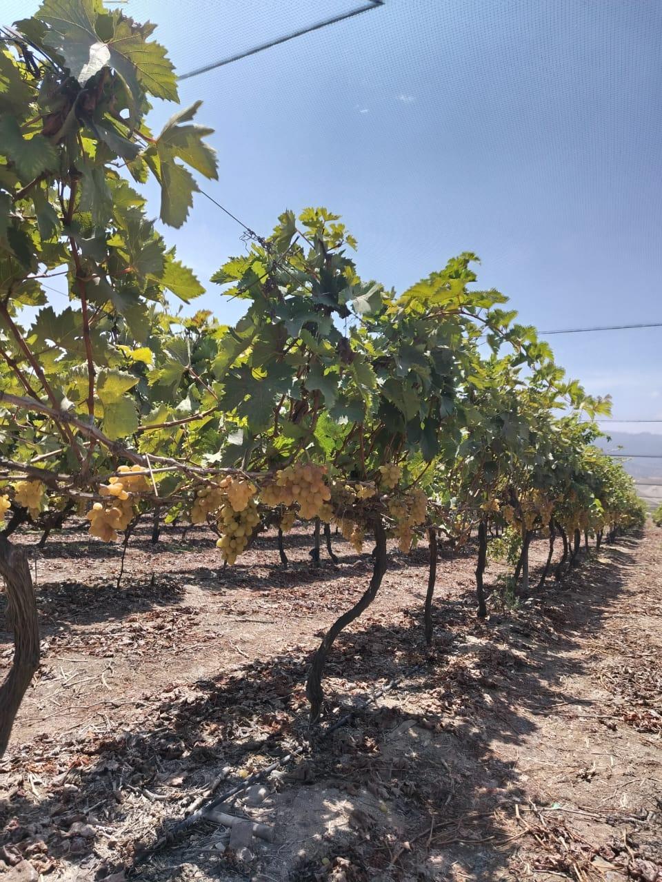 Imagen miniatura 6b19464c-1024-4cd4-94a1-0436afd824d2