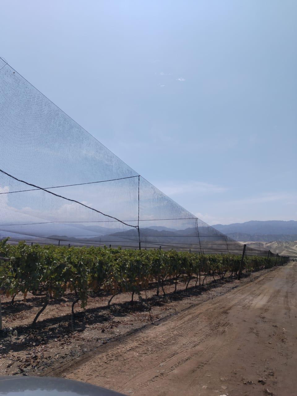 Imagen miniatura c42c52e4-51ed-4951-966a-2613e6079f77