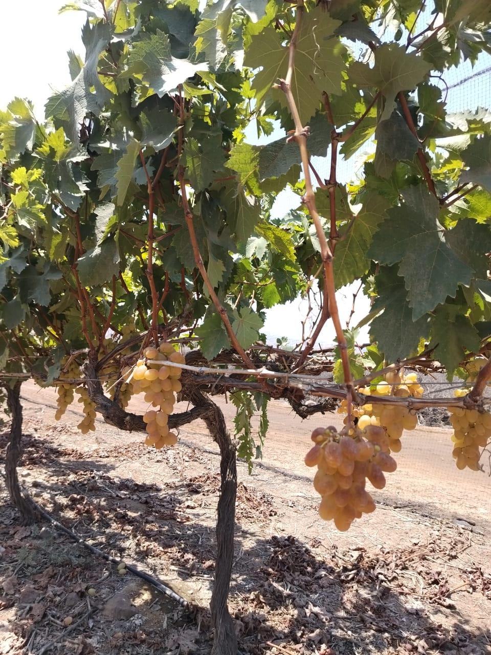 Imagen miniatura 27b0046b-1331-4e89-98f2-03064e7cfa33