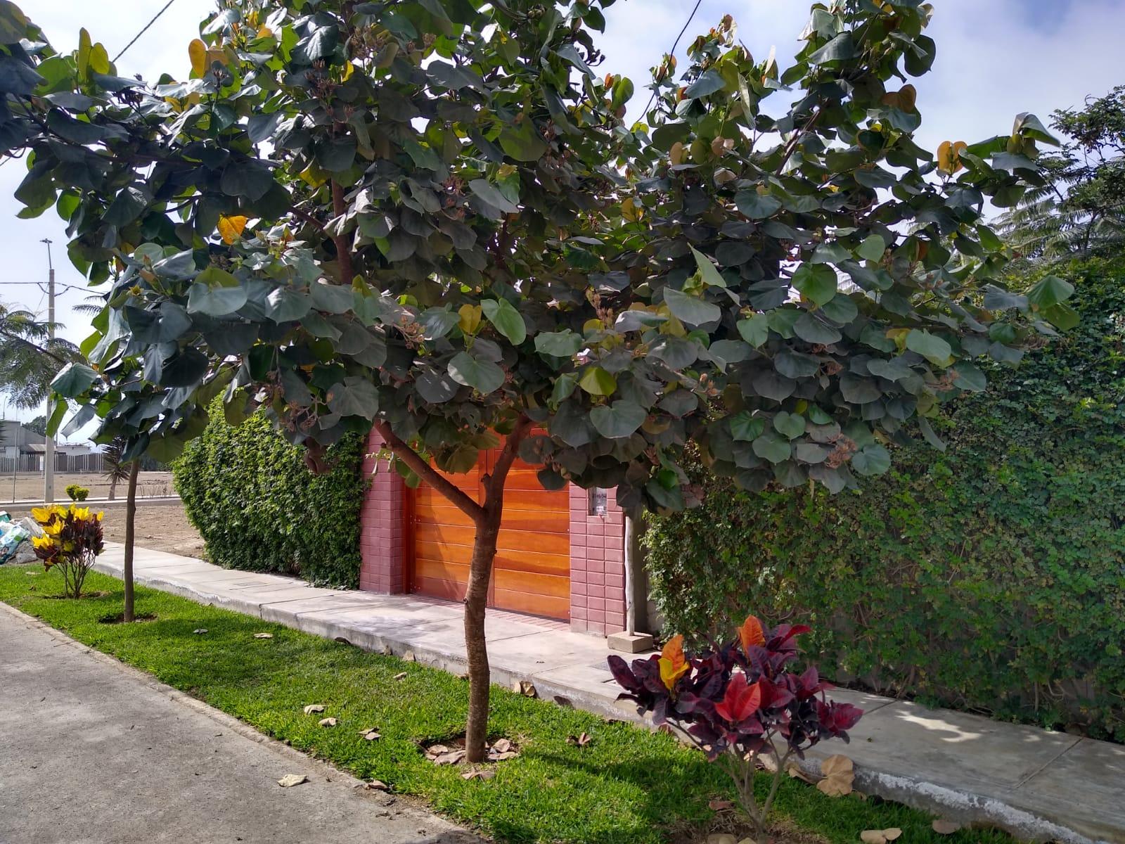 Imagen miniatura b9172d39-81b7-4716-8494-1e12e2ad223c