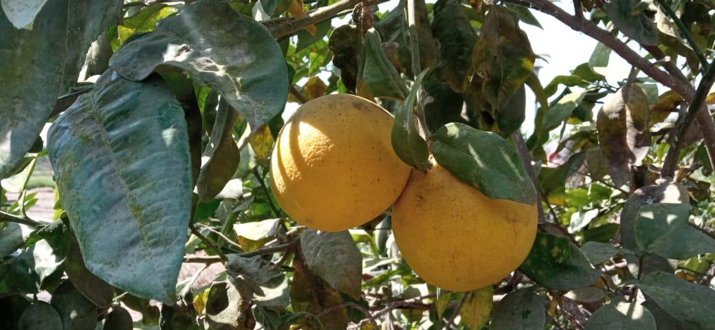 Imagen miniatura 06918b6b-9fdc-454b-959e-c0888ed64de7